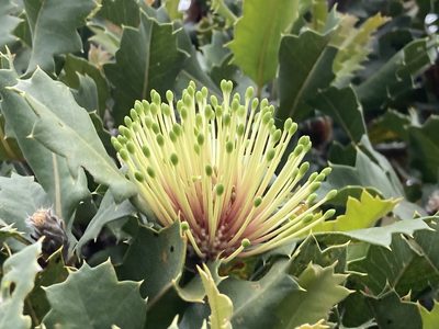 Banksia ilicifolia, photographed by pimelea