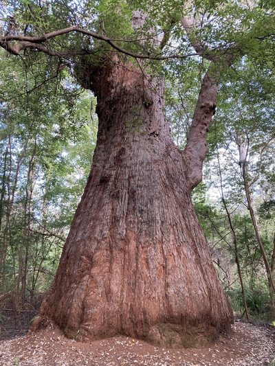 Eucalyptus jacksonii, photographed by pimelea