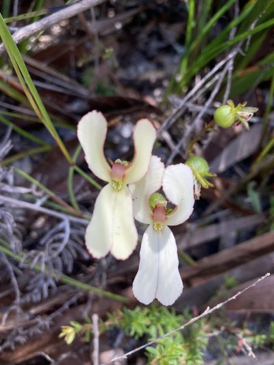 Stylidium schoenoides, photographed by pimelea