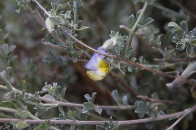 Lotononis minor, photographed by Tony Rebelo