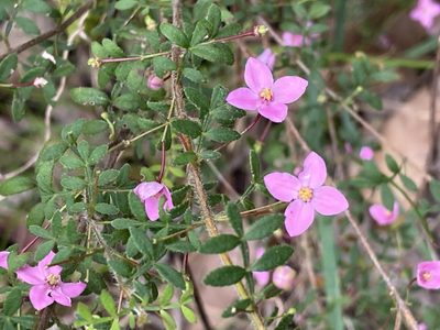 Boronia gracilipes, photographed by pimelea
