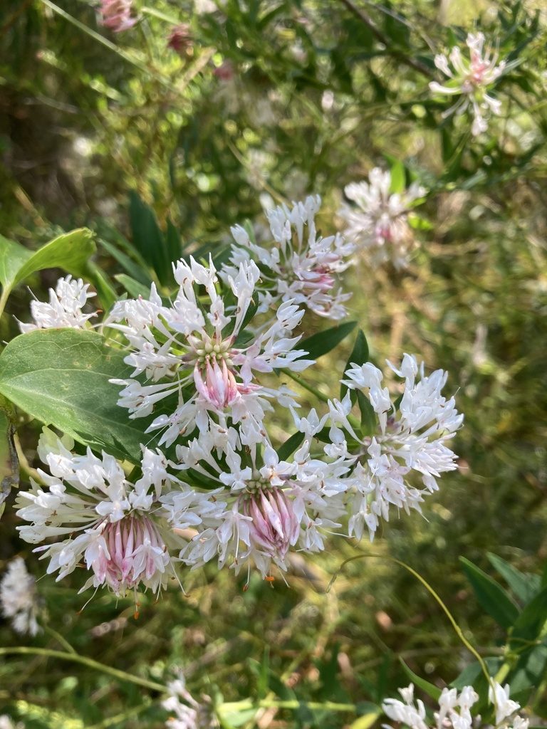 Pimelea sylvestris, photographed by pimelea