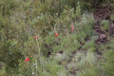 Gladiolus saundersii, photographed by Tony Rebelo