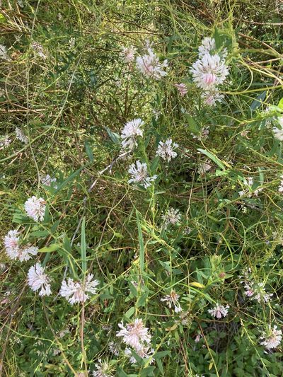 Pimelea sylvestris, photographed by pimelea