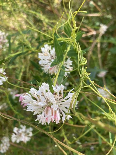 Pimelea sylvestris, photographed by pimelea