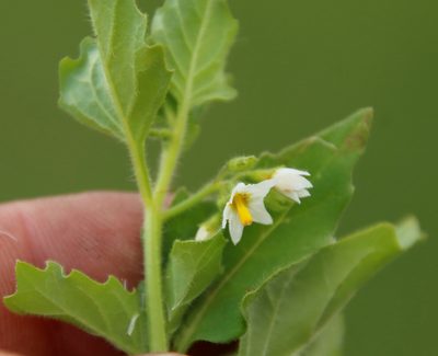Solanum nitidibaccatum, photographed by Tony Rebelo