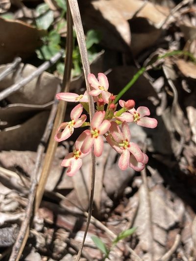 Stylidium junceum, photographed by pimelea