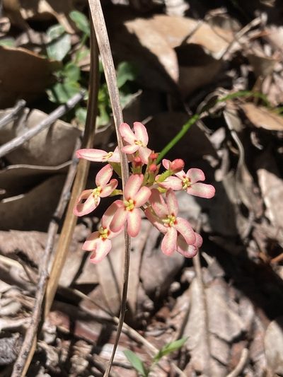 Stylidium junceum, photographed by pimelea