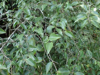Strychnos usambarensis, photographed by Mahomed Desai