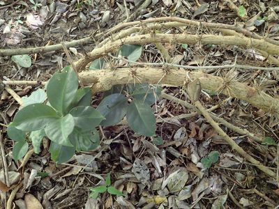 Pereskia aculeata, photographed by Mahomed Desai