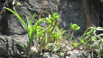 Stellarioides longebracteata, photographed by Mahomed Desai