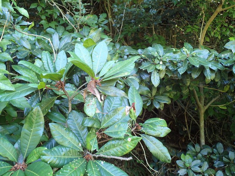 Vitellariopsis marginata, photographed by Mahomed Desai