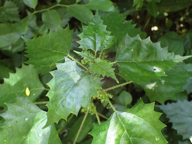 Laportea grossa, photographed by Mahomed Desai