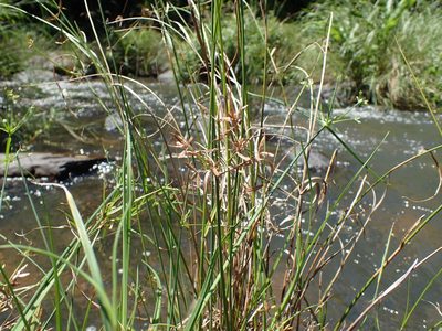Cyperus sphaerospermus, photographed by Mahomed Desai