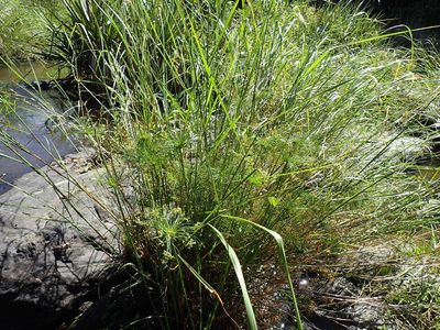 Cyperus prolifer, photographed by Mahomed Desai