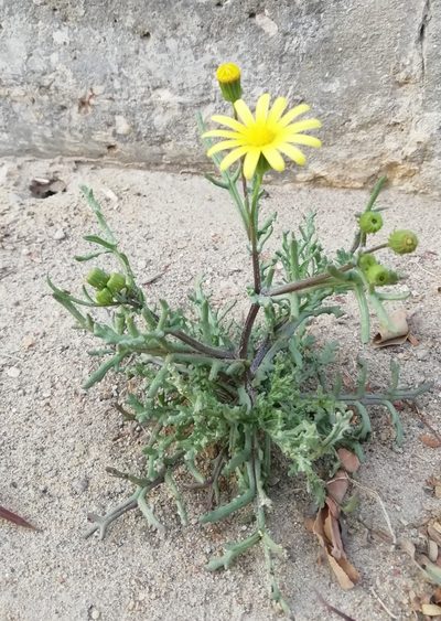 Senecio glaucus, photographed by ajott