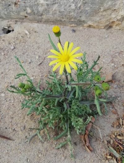 Senecio glaucus, photographed by ajott