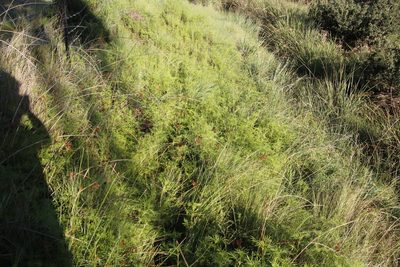 Cyperus marginatus, photographed by Tony Rebelo