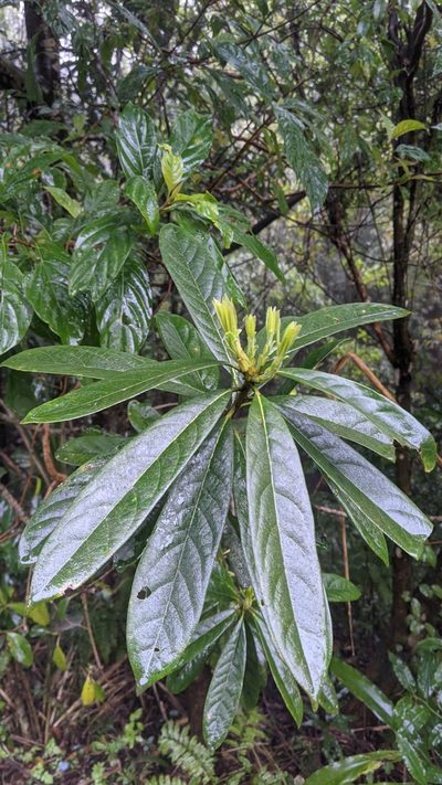 Symplocos glauca, photographed by Cheng-Te Hsu
