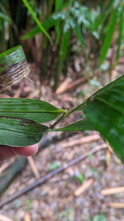 Bambusa pachinensis, photographed by Cheng-Te Hsu