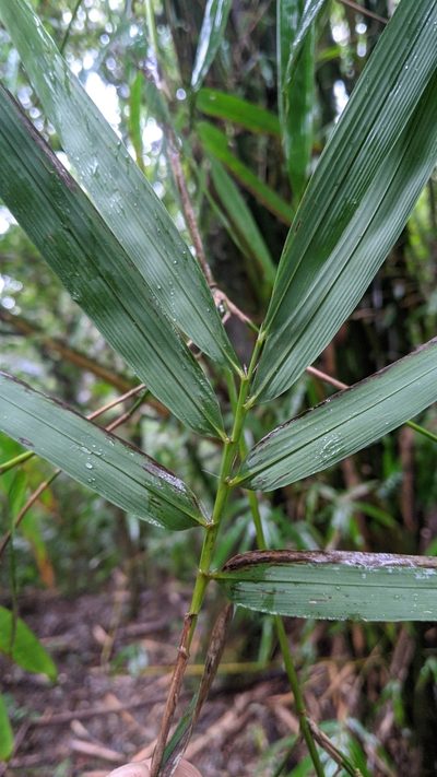 Bambusa pachinensis, photographed by Cheng-Te Hsu