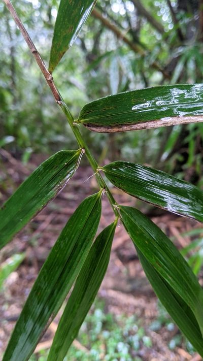 Bambusa pachinensis, photographed by Cheng-Te Hsu