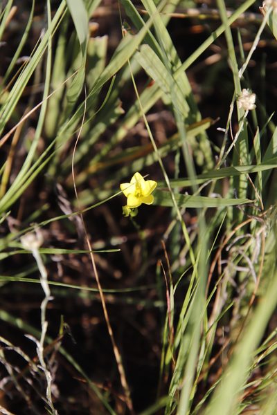 Sebaea exigua, photographed by Tony Rebelo