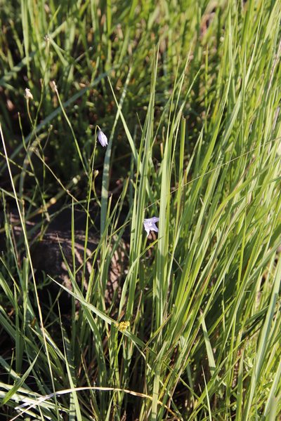 Wahlenbergia krebsii, photographed by Tony Rebelo