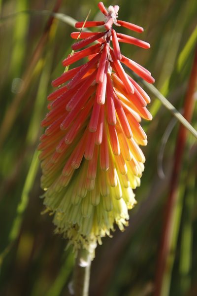 Kniphofia stricta, photographed by Tony Rebelo