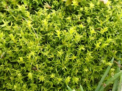 Pseudocrossidium hornschuchianum, photographed by Jerry Lanfear
