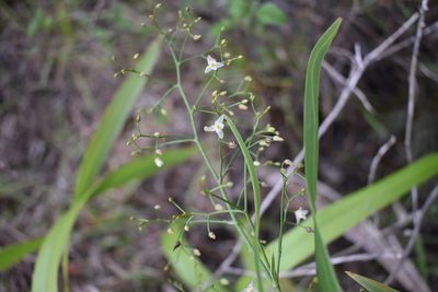 Dianella sandwicensis, photographed by John Powers