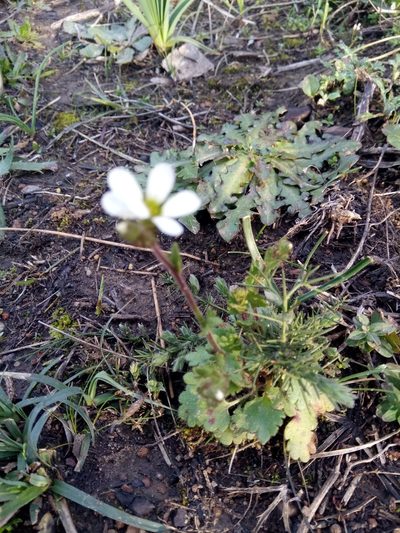 Saxifraga carpetana, photographed by Karim Haddad