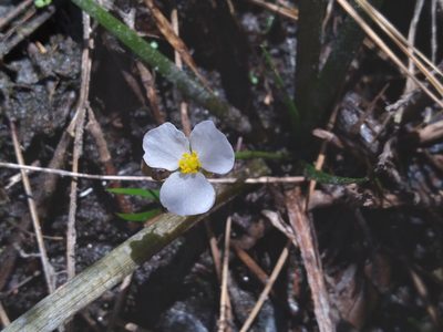 Sagittaria graminea, photographed by Scott Ward