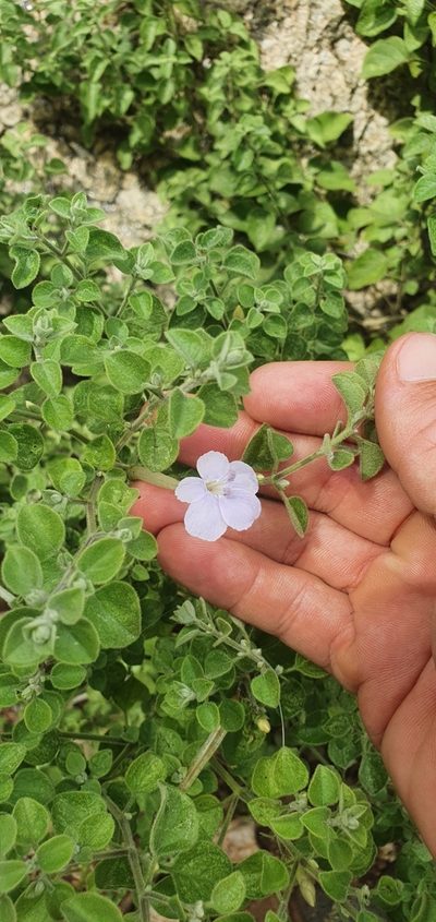 Barleria heterotricha, photographed by Nic Knott-Craig