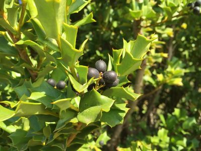 Griselinia jodinifolia, photographed by Inao Vasquez