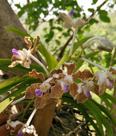 Vanda tessellata, photographed by S.MORE