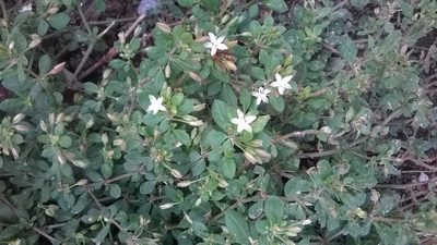 Glinus oppositifolius, photographed by S.MORE
