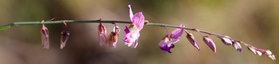 Polygala hottentotta, photographed by Tony Rebelo