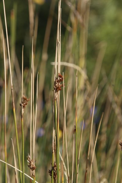 Juncus rigidus, photographed by Tony Rebelo