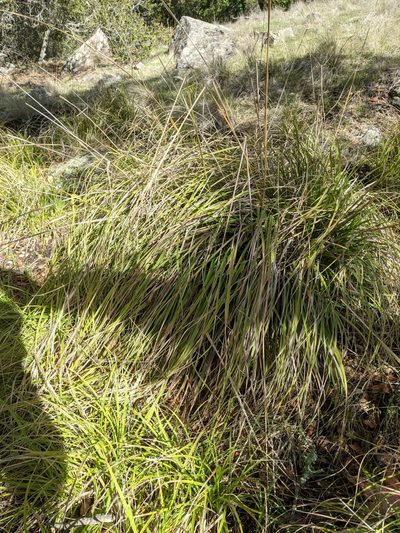 Carex obispoensis, photographed by Nora Bales