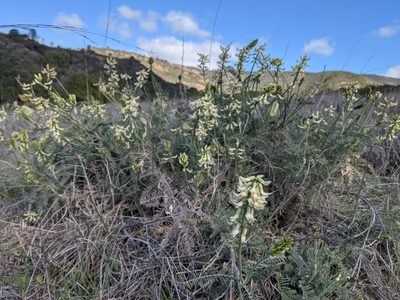 Astragalus curtipes, photographed by Nora Bales