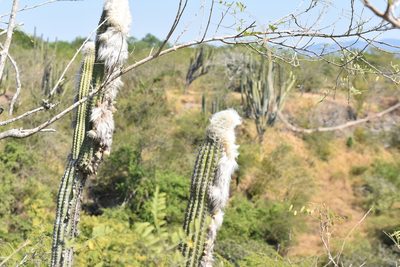 Pilosocereus alensis, photographed by P Gonzalez Zamora