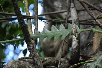 Disocactus anguliger, photographed by P Gonzalez Zamora