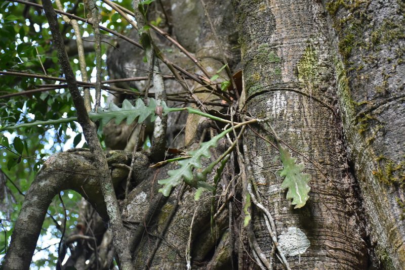 Disocactus anguliger, photographed by P Gonzalez Zamora
