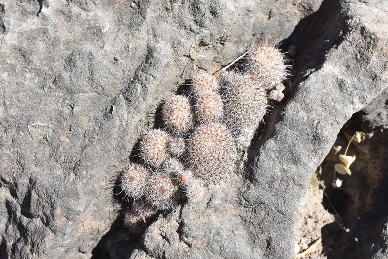 Mammillaria beneckei, photographed by P Gonzalez Zamora