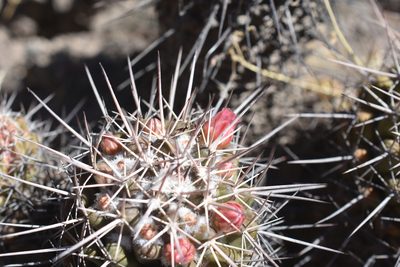 Mammillaria scrippsiana, photographed by P Gonzalez Zamora