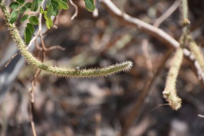 Selenicereus vagans, photographed by P Gonzalez Zamora