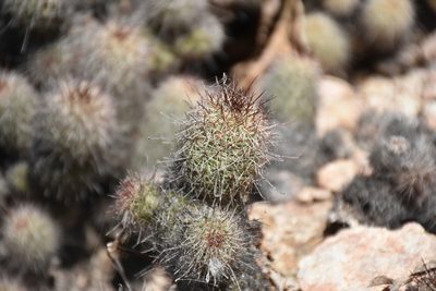 Cochemiea mazatlanensis, photographed by P Gonzalez Zamora