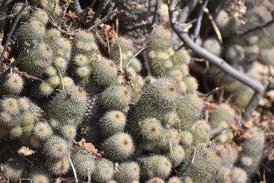 Cochemiea mazatlanensis, photographed by P Gonzalez Zamora