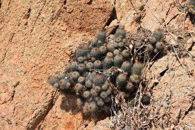 Cochemiea mazatlanensis, photographed by P Gonzalez Zamora